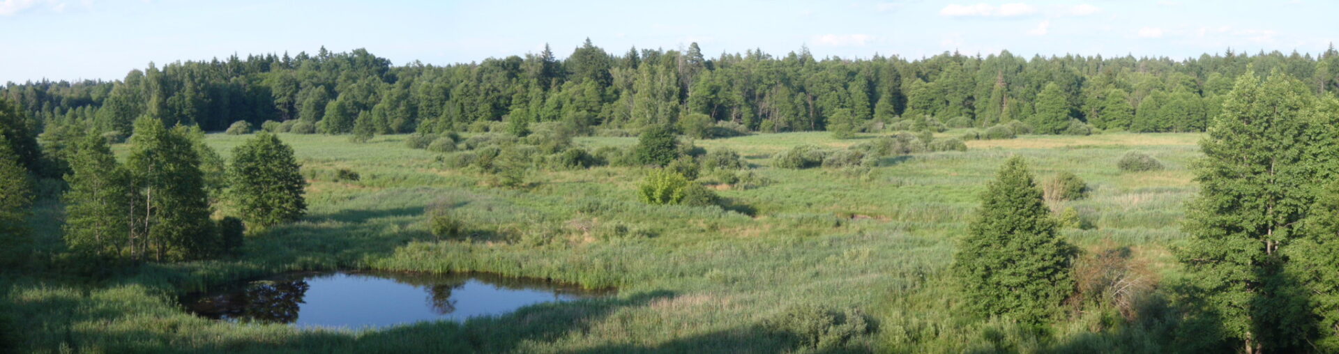 Puszcza Białowieska: ruszyły patrole leśne Greenpeace