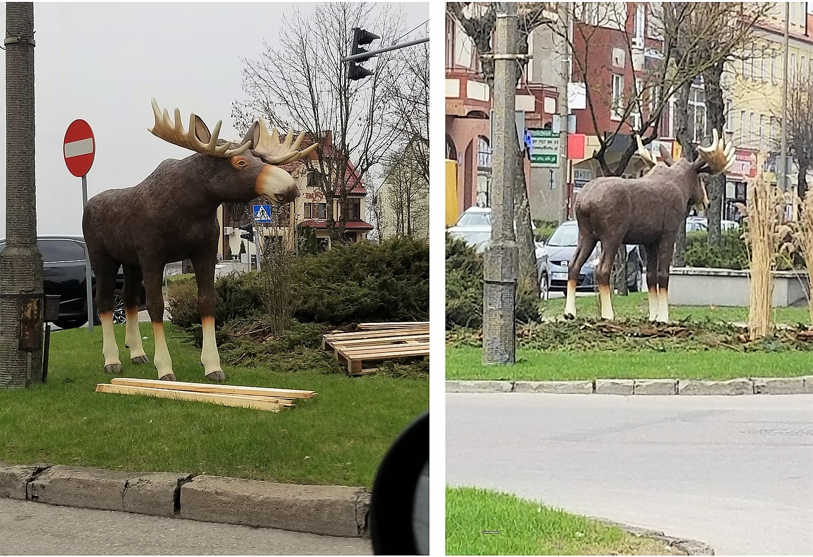 Tajemniczy łoś na ul. Wojska Polskiego